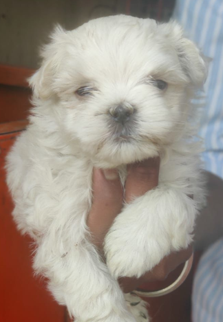 Order Female Maltese Puppy from Jaipur